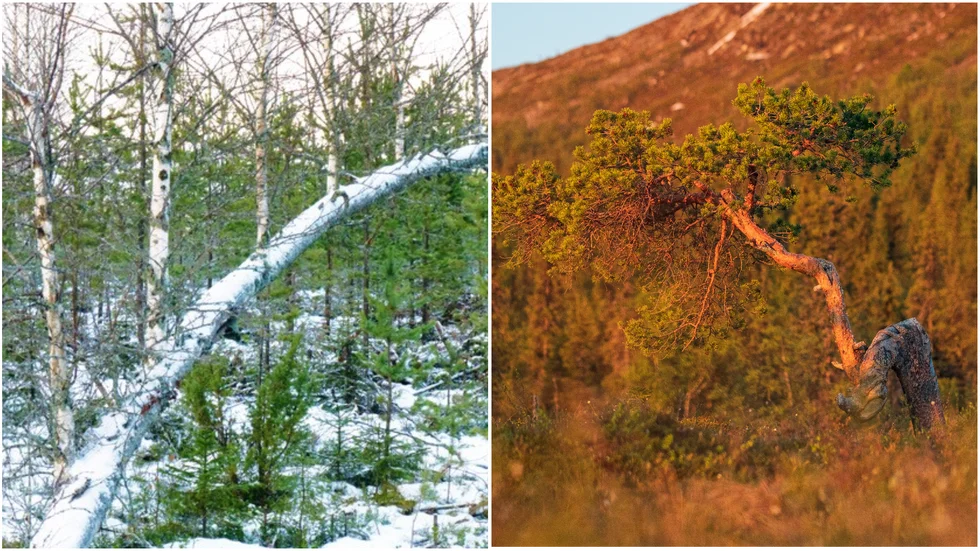 Årets knasigaste träd i Norrbotten 2022 är "mamma björk med sina fem barn". Knasigaste trädet i Lappland 2022 är bonsaitallen på Dundret i Gällivare.