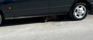 ”Rådjuret hade fastnat med huvudet under bilen”