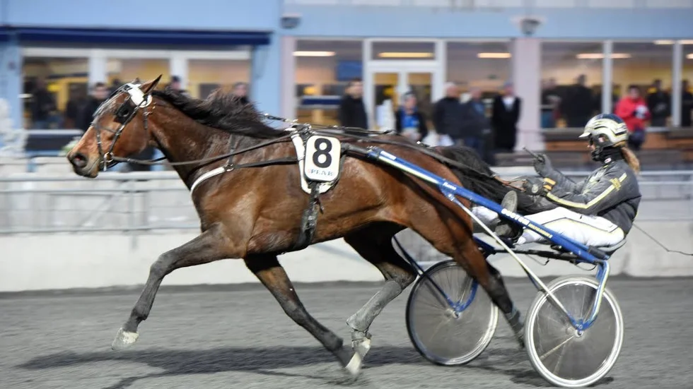 Hopp. Hanna Olofsson med Victory Streamline kan definitivt räknas som ett av de stora norrbottniska hoppen när V75 avgörs på Umåker.