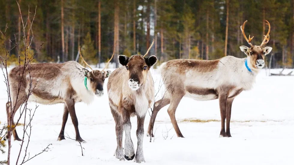 Hot. Nu höjs röster för en folkomröstning kring planerna på ett vindkraftverk på Hällberget utanför Överkalix. Motståndarna anser att vindkraften är ett hot mot rennäringen.