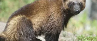 Naturvårdsverket säger ja till järvjakt