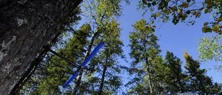 Elever fick lära sig om skogen