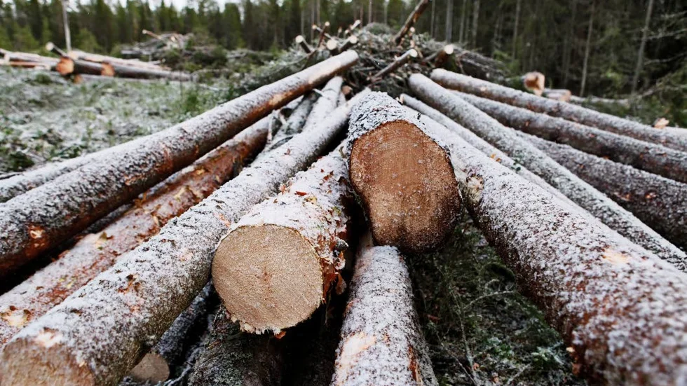 Virke. Det finns fortfarande allt för mycket stormfällt virke kvar i skogen i Norrbotten efter junistormen.