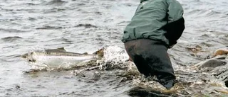 Dåligt laxår - men en ljus framtid