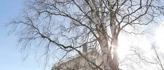Villaägare nekas fälla björk