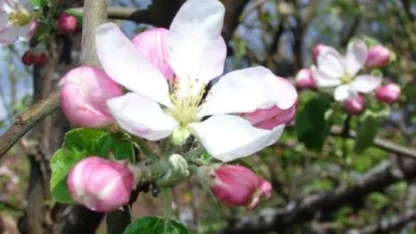 En vacker äppelblomma som slagit ut.