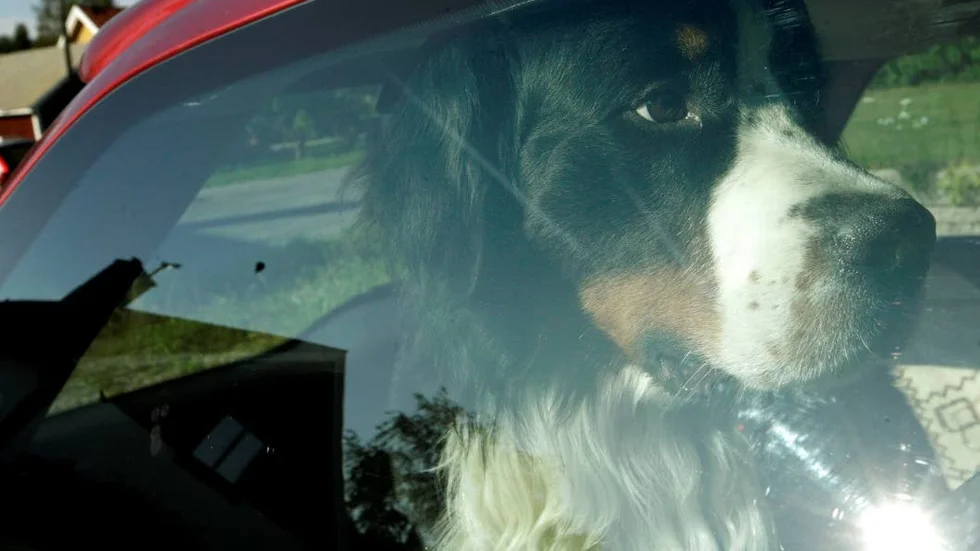 Förbjudet. En hund får aldrig lämnas i en bil om temperaturen i bilen kan överstiga 25 grader. (Arkivbild)