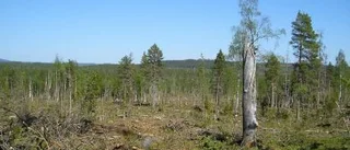 Värdefulla skogar avverkningshotade