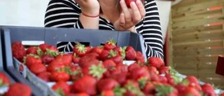 Mitt sommarjobb: "Inga jordgubbar i ansiktet"