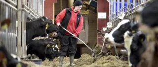 Maja vill jobba med djur