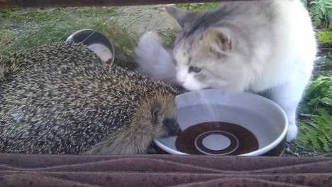 Katten Sussi var till en början ganska nyfiken på igelkottarna, men nu verkar djuren ha accepterat varandra och delar både mat- och vattenskål.