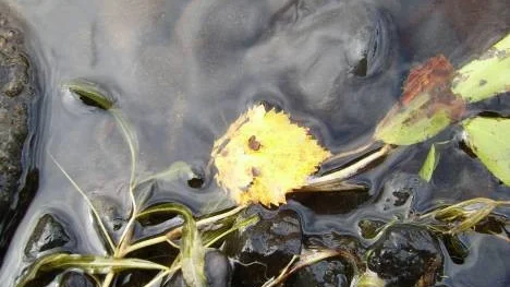 Lördagen den 22 augusti vid Åbyälvens strand, en bit ifrån Klubbfors.