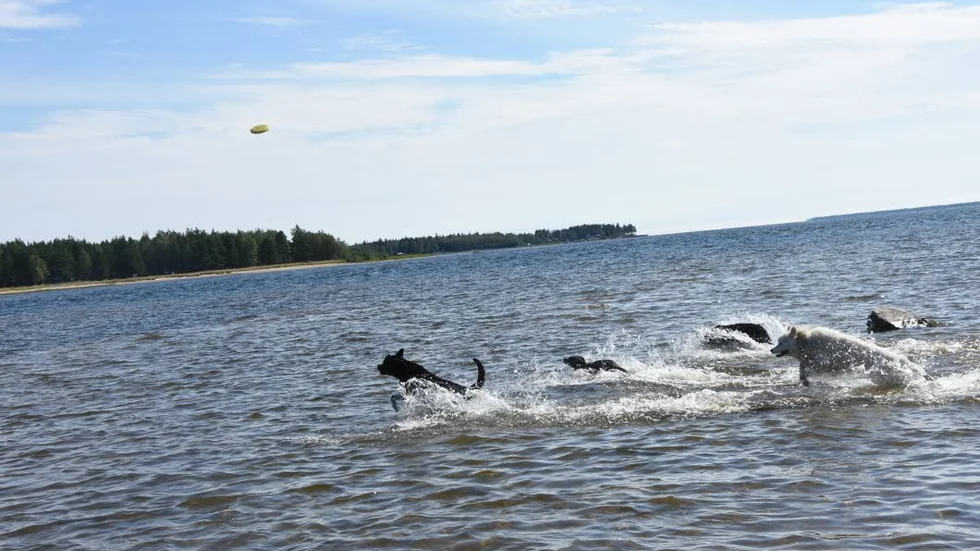 Släptåg. Velvet är i täten i jakten med sina nya hundkompisar strax bakom.