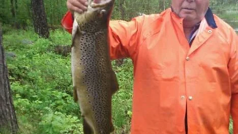 Folke Ågren, 76, fick den här kraftiga öringen på nästan fem kilo när han fiskade i Djupträsket.