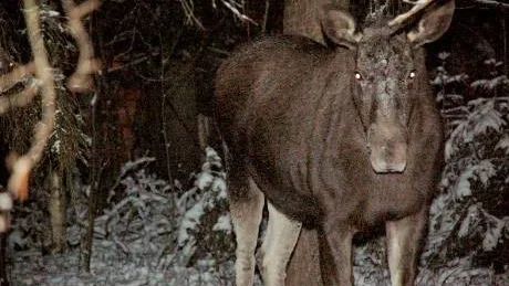 Jaså, vi har besökare här i skogen. Ja, ja, bara ni har antirödaögon funktion i kameran får det väl gå ...
