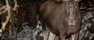Arg älg gick till attack