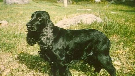 Lissy, drömvalpen.
