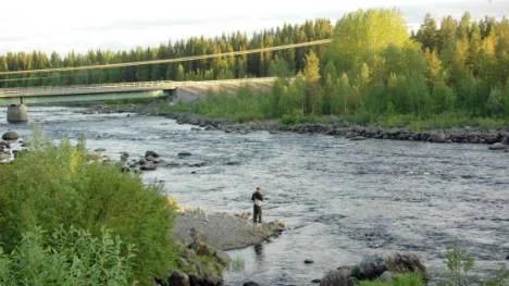 Det var ganska glest med fiskare som deltog vid midsommaraftonens fiskepremiär vid Slagnäsforsarna.