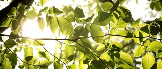 Lördagsvädret: Här blir det sol