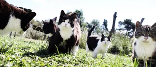 Kattkvinna fråntas sina djur