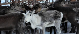 Dags att säga förlåt