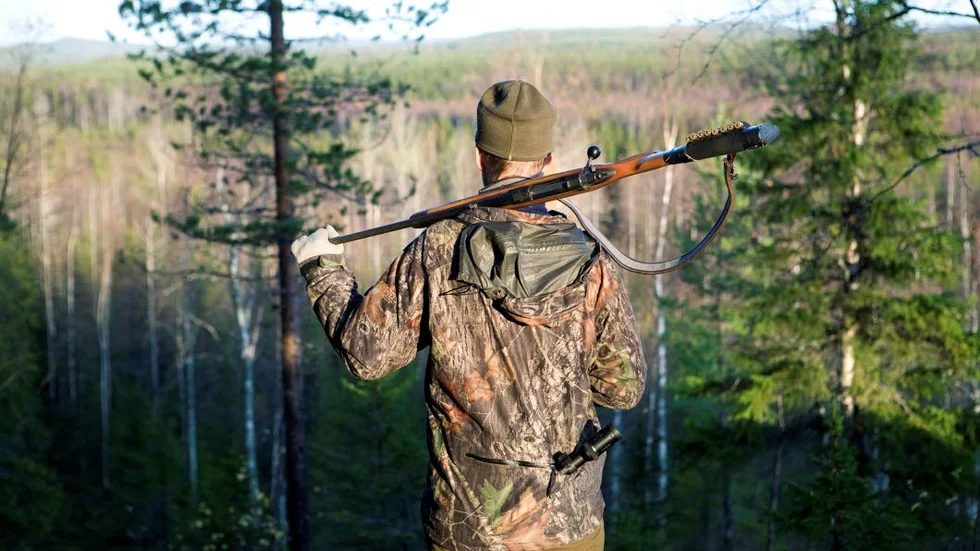 Allt lutar åt att det blir licensjakt på björn till hösten i Norrbotten.