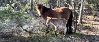 SÖTCHOCK: Här är årets första föl på Lojsta hed