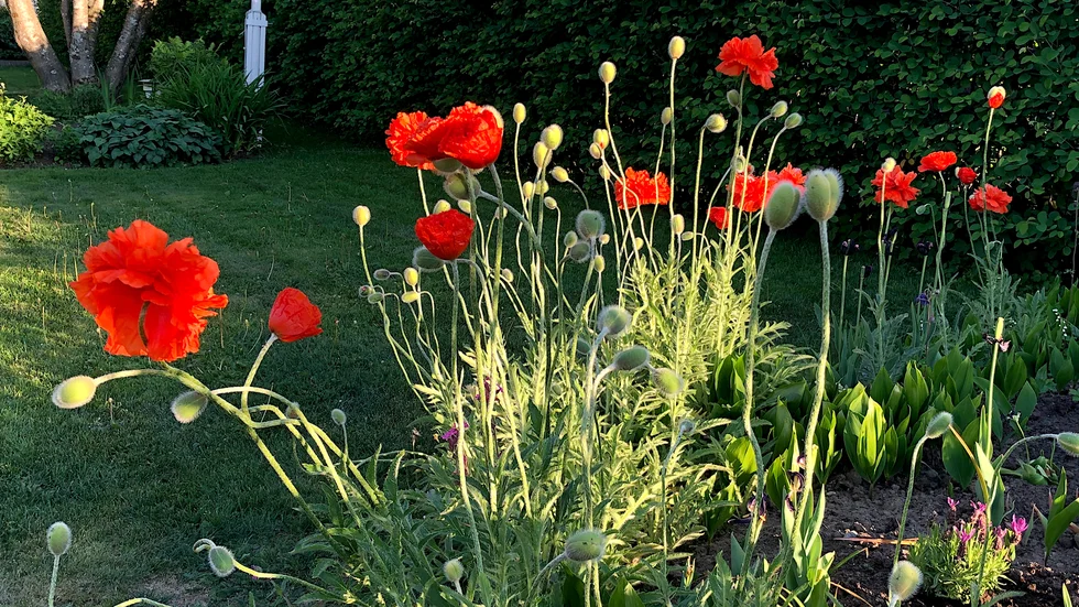 Boo Gunnarson säger sig vilja verka för ett "blomstrande näringsliv". En  strävan och vilja som vi denna lördag illustrerar med blomsterprakt!  