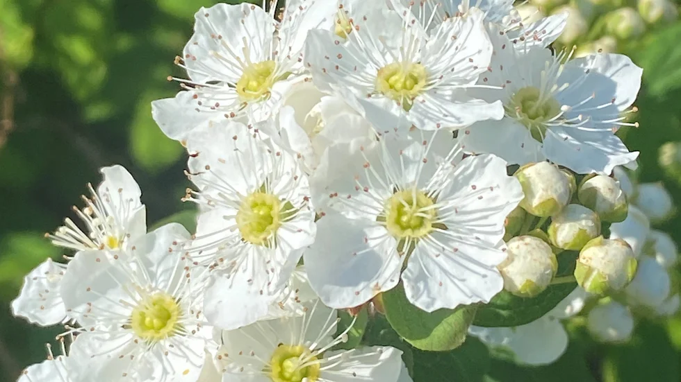 Spirean blommar.