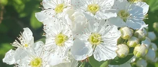 Läsarbilden: Inspirerande spirea