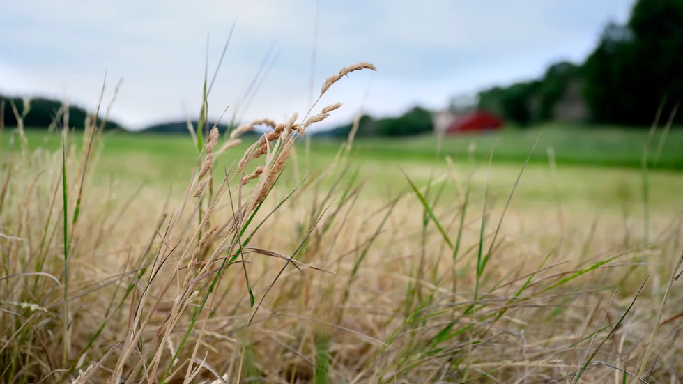 EU-parlamentet är oenigt om kommissionens förslag till naturrestaurering. Arkivbild.