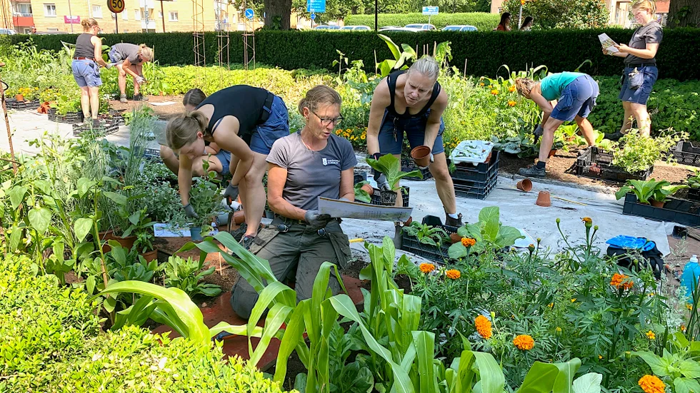 Temat för årets sommarblomsplantering på Gustav Adolfs plan är "Frostnupna höstlöv". "Det är ett kul jobb och roligt när vi gör det alla tillsammans" säger Malin Dabeck Riera och Åsa Attersand som hjälps åt med planteringen av en av rutorna som rabatten är indelad i.