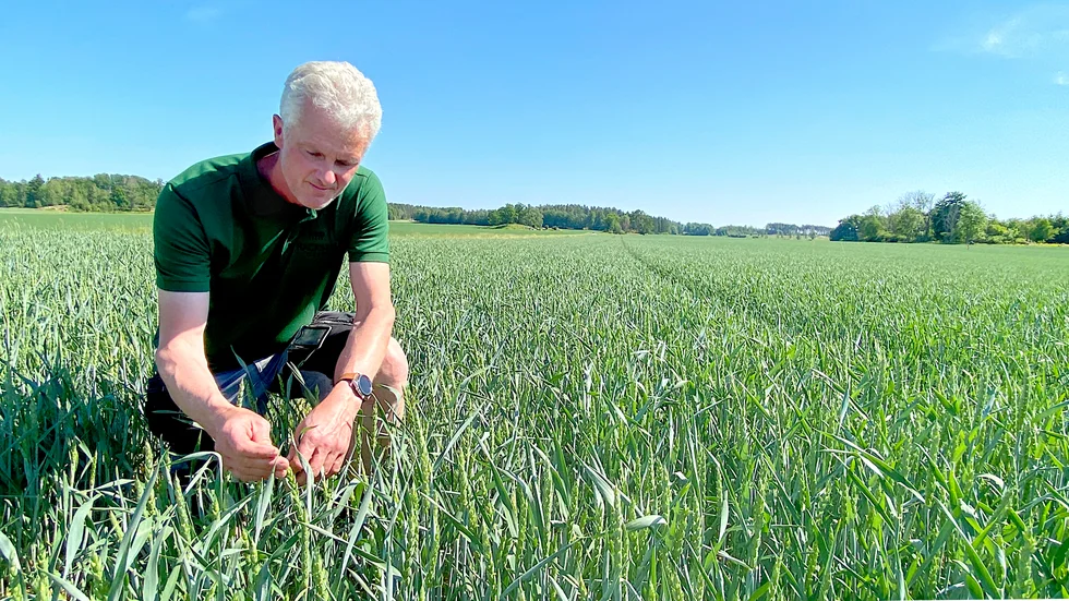 "Jag skulle ljuga om jag sa att jag inte är orolig. Fortsätter torkan kan betet för djuren ta slut och då måste vi fodra med vinterfodret. I Skåne har man börjat skörda vetet till ensilage och får vi inte regn före midsommar är vi också där" säger Mats Engquist, driftsansvarig vid Hacksta gård söder om Enköping.