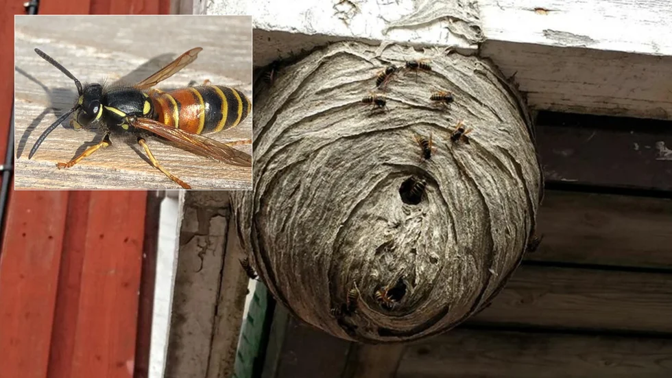 Vårens väder och många drottningar som flyger runt är två faktorer som pekar på att vi kan få många getingar i sommar. 