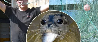 Meet the animal fast becoming Skellefteå's smartest predator