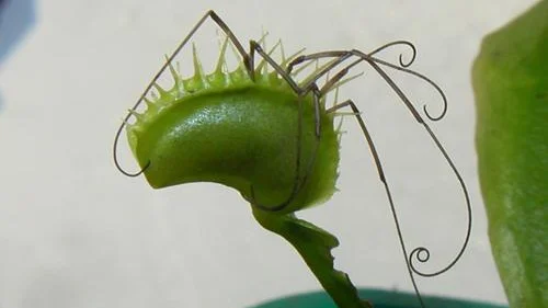 En köttätande  venus flugfälla  har fångat  en lockespindel  till lunch.Bild: DICK OSKARSSON