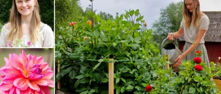 Dahlior i mängder – kilopris på snittblommor hos Sofia