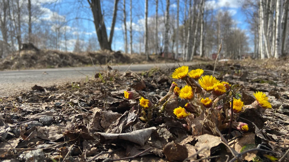 Spring has arrived in parts of Norrbotten and Västerbotten. Archive footage.