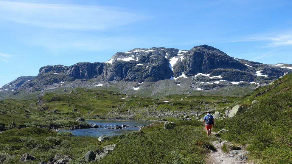 Två svenskar behövde hjälp efter att ha ätit svamp. Arkivbild.