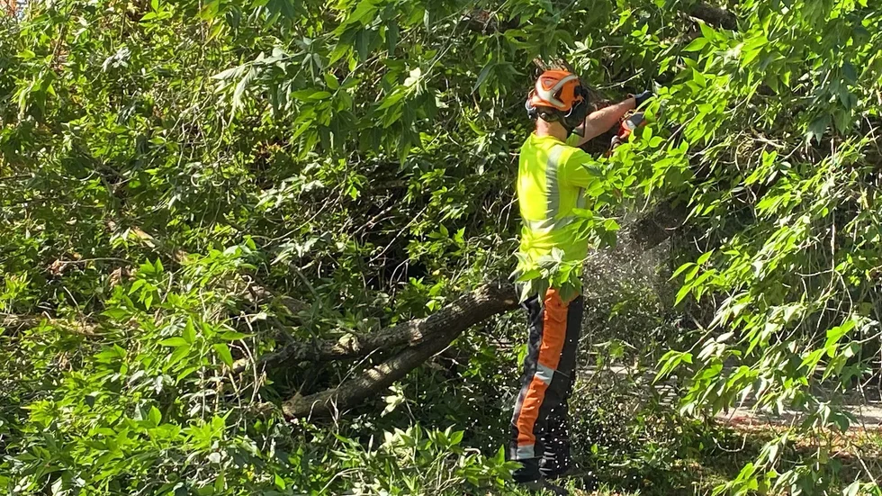 Ett träd föll i Stadsparken i Eskilstuna. Strax innan 10 på onsdagen inleddes arbetet med att få bort det. På bilden Mats Höög från park-och miljöenheten.