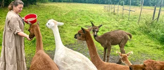 Rymmarkungen Eden och de andra alpackorna i Sundom
