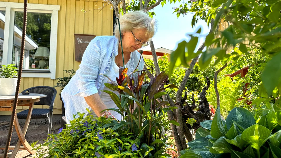 "Det här är min egna djungel, det är inget direkt speciellt med den, men den är min" säger Regina Prestor.