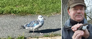 Kent håller koll på den andra blå fiskmåsen som hittats