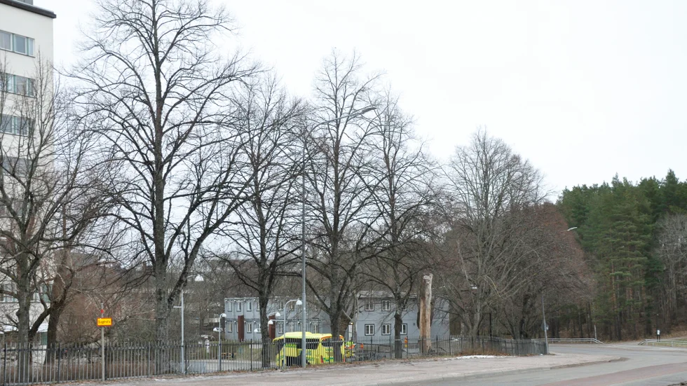 Träden måste bort, men att de ersätts med nya livskraftiga träd är bara bra, menar Maria Gardfjell.