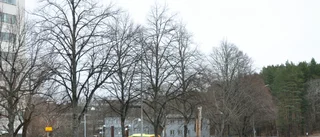 Därför är spårvägen goda nyheter för Uppsalas träd