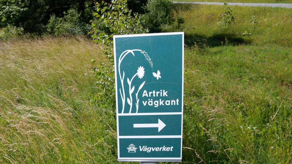 Blommande vägkant på Österlen.
