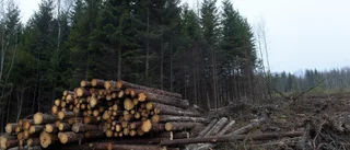Varför köper inte MP egen skog om alla andra gör fel?