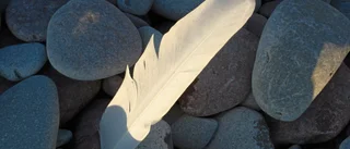 Fågelsångsnatt sänds från öländsk strandäng