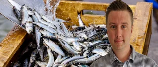 Sillen och strömmingen borde vara mat – inte fiskfoder