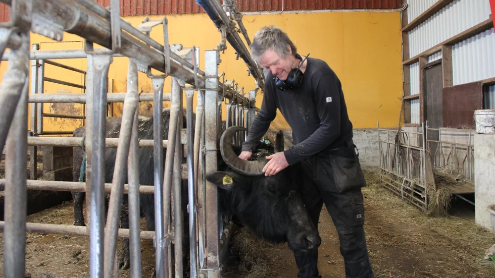 Pontus Elvingson har drygt 50 vattenbufflar på sin gård i Harbo. Nu ligger nästan all betesmark under vatten sedan Tämnaren svämmat över.